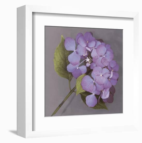 Purple Hydrangea-Erin Clark-Framed Art Print