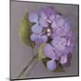 Purple Hydrangea-Erin Clark-Mounted Art Print