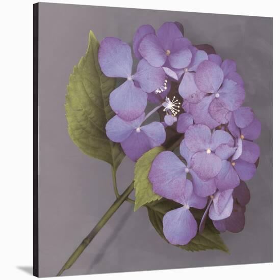Purple Hydrangea-Erin Clark-Stretched Canvas