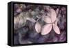 Purple Hydrangea-Judy Stalus-Framed Stretched Canvas