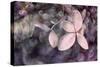 Purple Hydrangea-Judy Stalus-Stretched Canvas