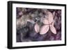 Purple Hydrangea-Judy Stalus-Framed Photographic Print