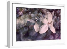 Purple Hydrangea-Judy Stalus-Framed Photographic Print
