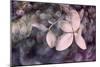 Purple Hydrangea-Judy Stalus-Mounted Photographic Print