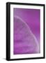 Purple I-Karyn Millet-Framed Photographic Print