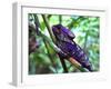 Purple Iguana-Dana Brett Munach-Framed Giclee Print