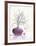 Purple Inspiration II-David Sedalia-Framed Art Print