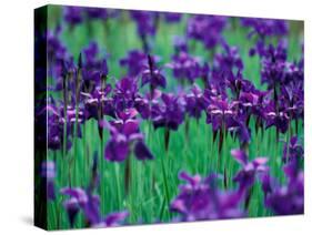 Purple Iris at Weyerhaeuser Rhododendron Display, Washington, USA-William Sutton-Stretched Canvas