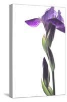 Purple Iris I-Monika Burkhart-Stretched Canvas