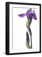 Purple Iris I-Monika Burkhart-Framed Photographic Print