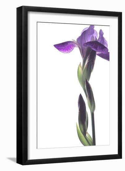 Purple Iris I-Monika Burkhart-Framed Photographic Print