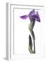 Purple Iris I-Monika Burkhart-Framed Photographic Print