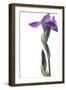 Purple Iris I-Monika Burkhart-Framed Premium Photographic Print