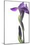 Purple Iris I-Monika Burkhart-Mounted Premium Photographic Print