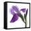 Purple Iris III-Monika Burkhart-Framed Stretched Canvas