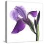 Purple Iris III-Monika Burkhart-Stretched Canvas
