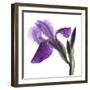 Purple Iris III-Monika Burkhart-Framed Photographic Print