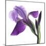 Purple Iris III-Monika Burkhart-Mounted Photographic Print