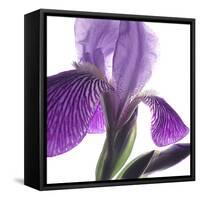 Purple Iris IV-Monika Burkhart-Framed Stretched Canvas