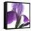 Purple Iris IV-Monika Burkhart-Framed Stretched Canvas
