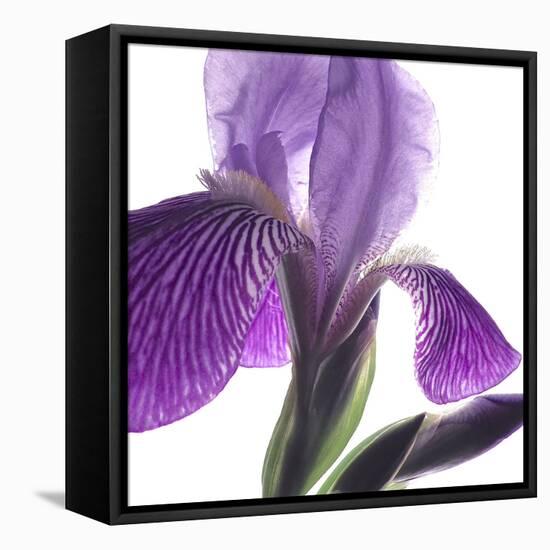 Purple Iris IV-Monika Burkhart-Framed Stretched Canvas