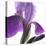Purple Iris IV-Monika Burkhart-Stretched Canvas