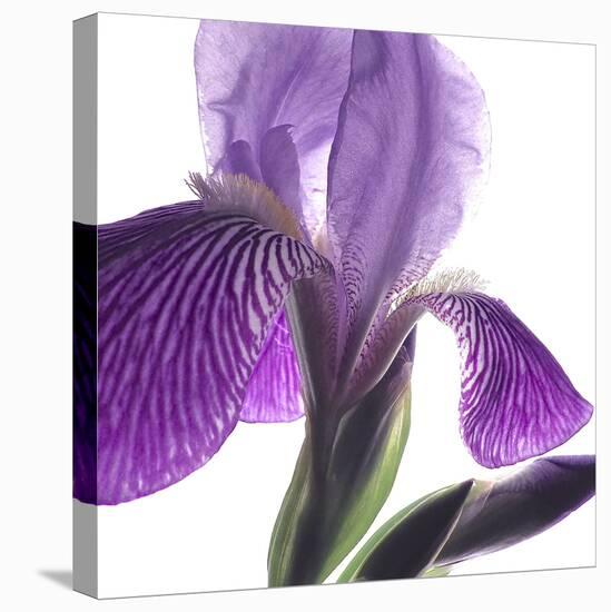 Purple Iris IV-Monika Burkhart-Stretched Canvas