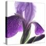 Purple Iris IV-Monika Burkhart-Stretched Canvas