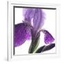 Purple Iris IV-Monika Burkhart-Framed Photographic Print