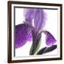 Purple Iris IV-Monika Burkhart-Framed Photographic Print