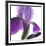 Purple Iris IV-Monika Burkhart-Framed Photographic Print