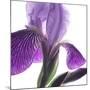 Purple Iris IV-Monika Burkhart-Mounted Photographic Print