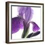 Purple Iris IV-Monika Burkhart-Framed Photographic Print