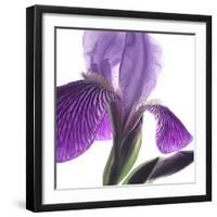 Purple Iris IV-Monika Burkhart-Framed Photographic Print