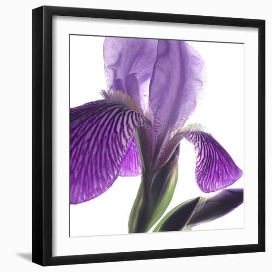 Purple Iris IV-Monika Burkhart-Framed Photographic Print