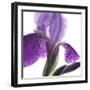 Purple Iris IV-Monika Burkhart-Framed Photographic Print