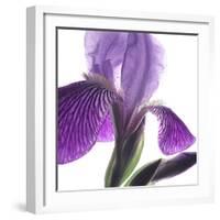 Purple Iris IV-Monika Burkhart-Framed Photographic Print