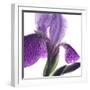 Purple Iris IV-Monika Burkhart-Framed Photographic Print