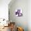 Purple Iris IV-Monika Burkhart-Mounted Photographic Print displayed on a wall