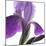 Purple Iris IV-Monika Burkhart-Mounted Photographic Print