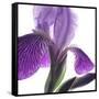 Purple Iris IV-Monika Burkhart-Framed Stretched Canvas