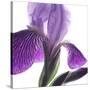 Purple Iris IV-Monika Burkhart-Stretched Canvas