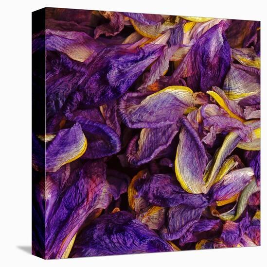 Purple Iris Petals-null-Stretched Canvas