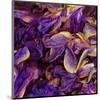 Purple Iris Petals-null-Mounted Art Print