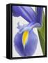 Purple Iris-Jamie & Judy Wild-Framed Stretched Canvas