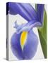 Purple Iris-Jamie & Judy Wild-Stretched Canvas