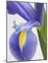 Purple Iris-Jamie & Judy Wild-Mounted Photographic Print