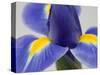 Purple Iris-Jamie & Judy Wild-Stretched Canvas