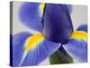 Purple Iris-Jamie & Judy Wild-Stretched Canvas