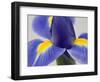 Purple Iris-Jamie & Judy Wild-Framed Photographic Print